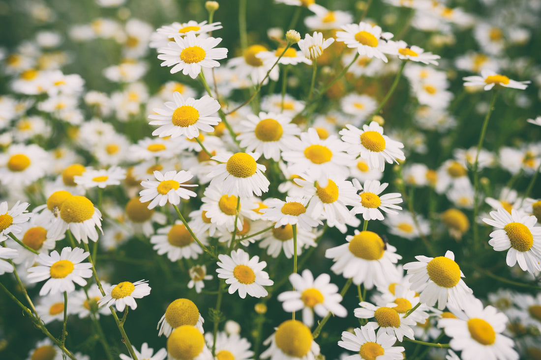 Chamomile: A Skincare Superhero You Didn’t Know You Needed