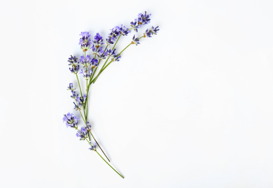 Why is Lavender So Popular?